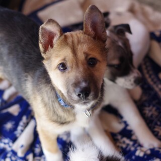 厳しいお外の世界で生き延びてきた３兄弟