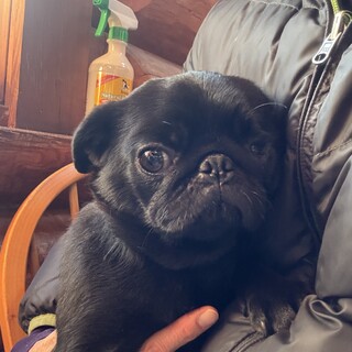 元気いっぱい、お転婆な黒パグのポルカちゃん2歳
