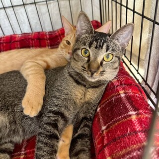 アビシニアンミックスの女の子