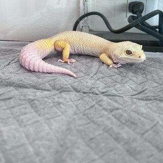 ヒョウモントカゲモドキ（ホワイトナイト？）