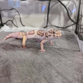 ヒョウモントカゲモドキ（アルビノ）