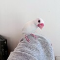 白文鳥　メス　決まりましたありがとうございました
