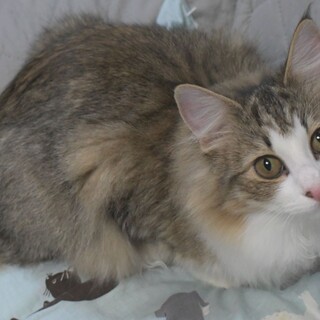 純粋ノルウェージャン1歳女の子