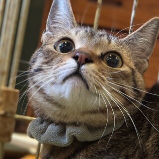 元気いっぱいの男の子　ヴィットリオ