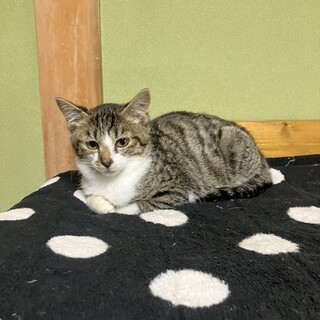 （里親様決定）キジ白男の子　トーイ