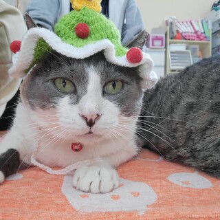 グレー白の穏やかな男の子