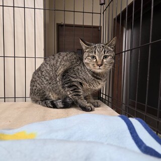 ちょっとビビりなキジトラの女の子