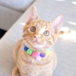 ヤンチャ坊主　茶太郎参上❣️