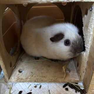 ロシアンスモークモルモット女の子2匹の里親募集！