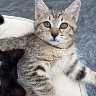 おてんば美猫のえびちゃん