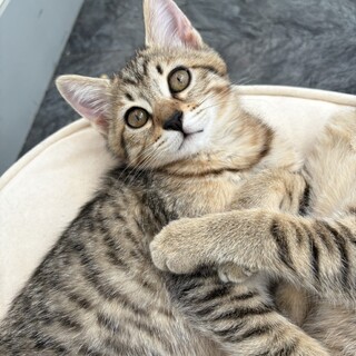 マイペースな男の子のうずらくん