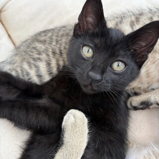 活発で甘えん坊な女の子きくらげちゃん