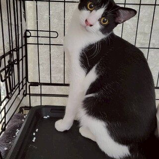 綺麗な白黒ハチワレの男の子