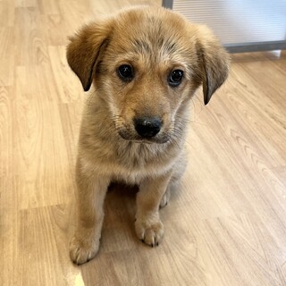 生後約2ヶ月うずくまっていた所を保護しました