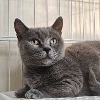 マンチカン　女の子　13歳　ミクちゃん