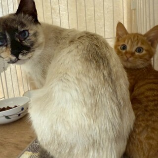 青い目が綺麗なシャムミックスの女の子