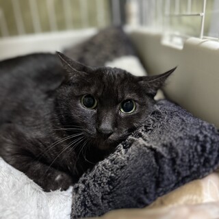 グレーよりの黒　女の子　推定5歳　クロミちゃん