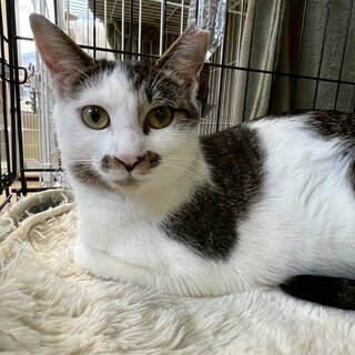 被災地からやってきたキジ白ママ