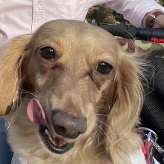 チャコ　7歳メス　無駄吠え・噛み癖なし温厚な性格