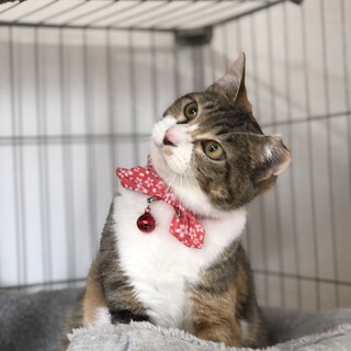 遊び好きで抱っこもできる甘えん坊三毛の女の子