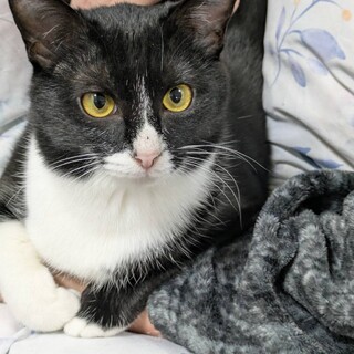 大人しいけど遊び好き抱っこもOKの白黒ベリーちゃん