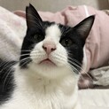 誰でも抱っこ可能おしゃべり大好きな赤ちゃん猫