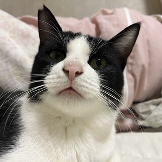 誰でも抱っこ可能おしゃべり大好きな赤ちゃん猫