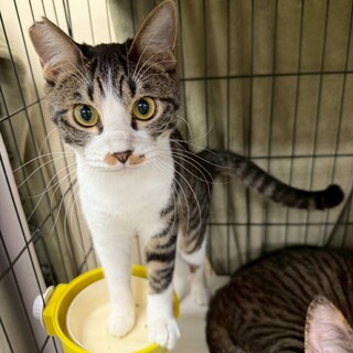 だいぶ人なれしてきたキジ白の男の子