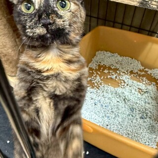 小柄なさび猫の女の子