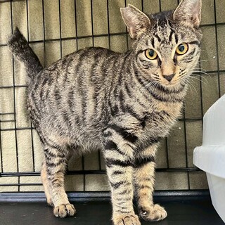 デレデレ人が大好きなキジトラの男の子