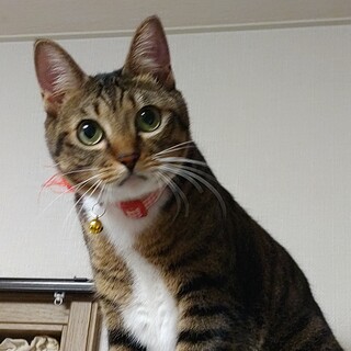 3歳 キョトン顔キジ白女の子 