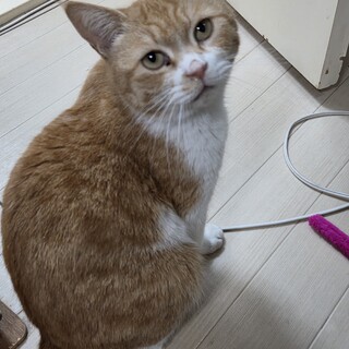 捨て猫のなーちゃん