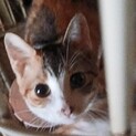 鼻くちょ模様はご愛敬⭐小柄で元気な三毛ちゃんです
