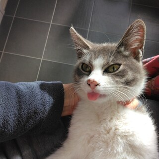 子猫の里親さんになってください。