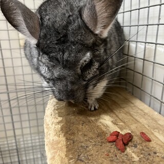 チンチラ　女の子