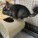 チンチラ　男の子