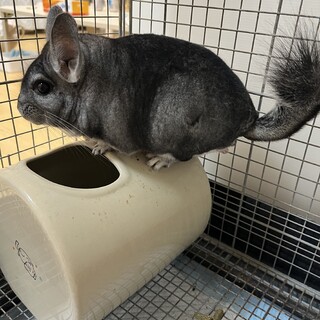 チンチラ　男の子