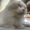 さばとら285