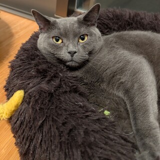 立ち耳スコティッシュフォールド１歳オス甘えん坊