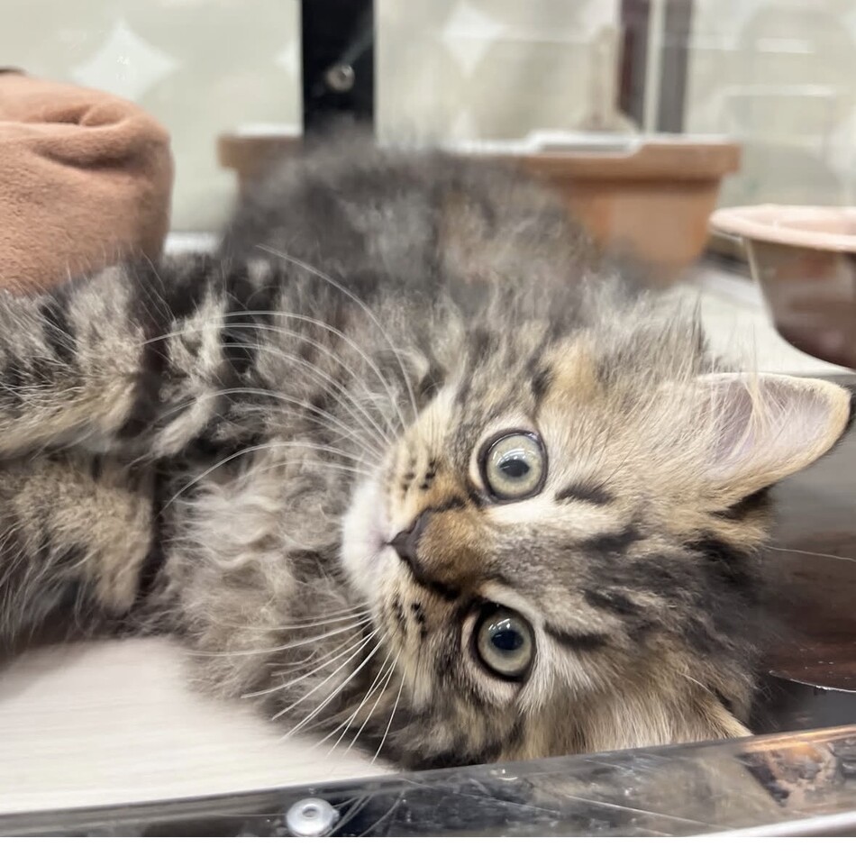 ぽんずのカバー写真