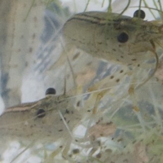 ヤマトヌマエビ　3匹