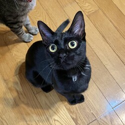 保護ねこ譲渡会 サムネイル2