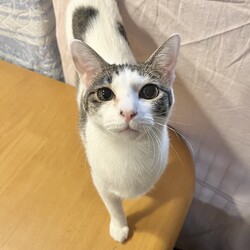 保護ねこ譲渡会 サムネイル3