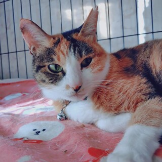 2/23譲渡会】愛情深い三毛猫シルビアちゃん