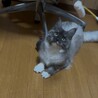 産後アレルギー体質になり泣く泣く募集します サムネイル4