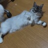 産後アレルギー体質になり泣く泣く募集します サムネイル5