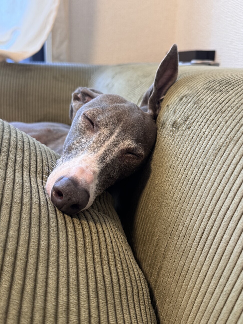 大切に大切に育てて頂ける方（イタグレ） サムネイル6