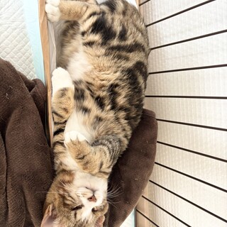 個性を受け入れてくれる家族募集