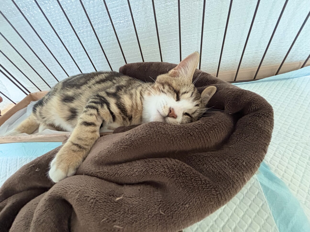 個性を受け入れてくれる家族募集 サムネイル3