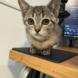 茶トラの子猫ちゃん生後2ヶ月ほど【個人】